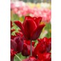 Tulip Triumph Lasting Love 6 Bulbs Ready for Planting Now in UK Autumn Outdoor Gardens