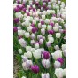 Tulip Single Early Purple Prince 6 Bulbs Ready for Planting Now in UK Autumn Outdoor Gardens by Jamieson Brothers