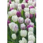 Tulip Single Early White Prince 6 Bulbs Ready for Planting Now in UK Autumn Outdoor Gardens