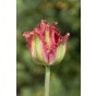 Tulip Crispa (Fringed) Pacific Pearl 6 Bulbs Ready for Planting Now in UK Autumn Outdoor Gardens