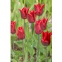 Tulip Triumph Lasting Love 6 Bulbs Ready for Planting Now in UK Autumn Outdoor Gardens