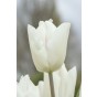 Tulip Single Early White Prince 6 Bulbs Ready for Planting Now in UK Autumn Outdoor Gardens