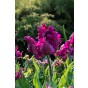 Ratatouille, Pastel Tones: Tulip Pays Bas, Tulip Negrita, Hyacinthus Fondant, Hyacinthus Blue Jacket, Daffodil Golden Ducat 20 Bulbs Ready for Planting Now in UK Autumn Outdoor Gardens