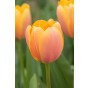 Tulip Darwin Hybride Blushing Impression 6 Bulbs Ready for Planting Now in UK Autumn Outdoor Gardens