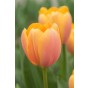 Tulip Darwin Hybride Blushing Impression 6 Bulbs Ready for Planting Now in UK Autumn Outdoor Gardens