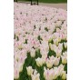 Tulip Lilyflowering Elegant Lady 6 Bulbs Ready for Planting Now in UK Autumn Outdoor Gardens by Jamieson Brothers