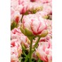 Tulip Double Late Chandelier 6 Bulbs Ready for Planting Now in UK Autumn Outdoor Gardens by Jamieson Brothers