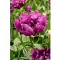 Ratatouille, Pastel Tones: Tulip Pays Bas, Tulip Negrita, Hyacinthus Fondant, Hyacinthus Blue Jacket, Daffodil Golden Ducat 20 Bulbs Ready for Planting Now in UK Autumn Outdoor Gardens