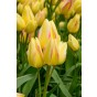 Tulip Antoinette 8 Bulbs Ready for Planting Now in UK Autumn Outdoor Gardens