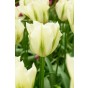 Tulip Viridiflora Spring Green 6 Bulbs Ready for Planting Now in UK Autumn Outdoor Gardens