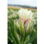Tulip Double Late Mystery Valley 5 Bulbs Ready for Planting Now in UK Autumn Outdoor Gardens