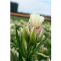 Tulip Double Late Mystery Valley 5 Bulbs Ready for Planting Now in UK Autumn Outdoor Gardens