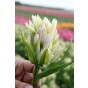 Tulip Double Late Mystery Valley 5 Bulbs Ready for Planting Now in UK Autumn Outdoor Gardens