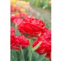 Best Friends Box #Love And Lace: Tulip Pamplona & Allium Cowanii, 25 Bulbs Ready for Planting Now in UK Autumn Outdoor Gardens