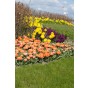 Tulip Double Fringed (Crispa) Royal Centennial 6 Bulbs Ready for Planting Now in UK Autumn Outdoor Gardens by Jamieson Brothers