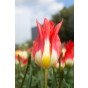 Tulip Fosteriana Flames Mystery 6 Bulbs Ready for Planting Now in UK Autumn Outdoor Gardens