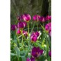 Tulip Botanical/Rockgarden Persian Pearl 15 Bulbs Ready for Planting Now in UK Autumn Outdoor Gardens by Jamieson Brothers