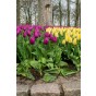 Tulip Single Early Purple Prince 6 Bulbs Ready for Planting Now in UK Autumn Outdoor Gardens by Jamieson Brothers