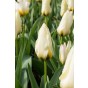 Border Buddies Blend 60 Bulbs Ready for Planting Now in UK Autumn Outdoor Gardens by Jamieson Brothers
