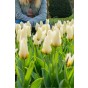 Border Buddies Blend 60 Bulbs Ready for Planting Now in UK Autumn Outdoor Gardens by Jamieson Brothers