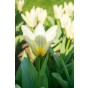 Border Buddies Blend 60 Bulbs Ready for Planting Now in UK Autumn Outdoor Gardens by Jamieson Brothers