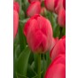 Ratatouille, Rainbow Tones: Daffodil Mixed, Tulip Purple Prince, Tulip Van Eijk, Tulip Apeldoorn's Elite, 28 Bulbs Ready for Planting Now in UK Autumn Outdoor Gardens
