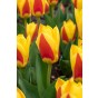 Tulip Greigii/Kaufmanniana Giuseppe Verdi 6 Bulbs Ready for Planting Now in UK Autumn Outdoor Gardens by Jamieson Brothers