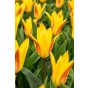Tulip Greigii/Kaufmanniana Giuseppe Verdi 6 Bulbs Ready for Planting Now in UK Autumn Outdoor Gardens by Jamieson Brothers