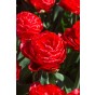 Tulip Double Early Pamplona 6 Bulbs Ready for Planting Now in UK Autumn Outdoor Gardens by Jamieson Brothers