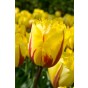 Tulip Crispa (Fringed) Flamenco 6 Bulbs Ready for Planting Now in UK Autumn Outdoor Gardens by Jamieson Brothers