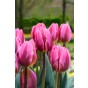 Tulip Rembrandt Pretty Princess 6 Bulbs Ready for Planting Now in UK Autumn Outdoor Gardens by Jamieson Brothers
