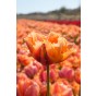 Tulip Double Fringed (Crispa) Royal Centennial 6 Bulbs Ready for Planting Now in UK Autumn Outdoor Gardens by Jamieson Brothers
