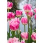 Tulip Crispa (Fringed) Dallas 6 Bulbs Ready for Planting Now in UK Autumn Outdoor Gardens by Jamieson Brothers