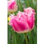 Tulip Crispa (Fringed) Dallas 6 Bulbs Ready for Planting Now in UK Autumn Outdoor Gardens by Jamieson Brothers