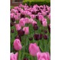 Tulip Single Late Yosemite 6 Bulbs Ready for Planting Now in UK Autumn Outdoor Gardens by Jamieson Brothers
