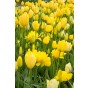 Tulip Single Late Big Smile 6 Bulbs Ready for Planting Now in UK Autumn Outdoor Gardens
