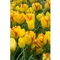 Tulip Multiflowering Outbreak 6 Bulbs Ready for Planting Now in UK Autumn Outdoor Gardens