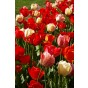 Tulip Darwin Hybrid Mix 8 Bulbs Ready for Planting Now in UK Autumn Outdoor Gardens