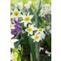 Tulip Botanical/Rockgarden Turkestanica 25 Bulbs Ready for Planting Now in UK Autumn Outdoor Gardens