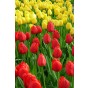 Tulip Party Popper 20 Bulbs Ready for Planting Now in UK Autumn Outdoor Gardens