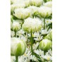 Tulip Double Fringed (Crispa) Snow Crystal 6 Bulbs Ready for Planting Now in UK Autumn Outdoor Gardens by Jamieson Brothers