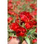 Tulip Botanic Samantha 10 Bulbs Ready for Planting Now in UK Autumn Outdoor Gardens