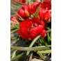 Tulip Botanic Samantha 10 Bulbs Ready for Planting Now in UK Autumn Outdoor Gardens