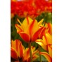 Tulip Greigii/Kaufmanniana Cape Cod 6 Bulbs Ready for Planting Now in UK Autumn Outdoor Gardens