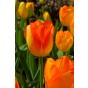 Tulip Triumph Prinz Armin 6 Bulbs Ready for Planting Now in UK Autumn Outdoor Gardens by Jamieson Brothers