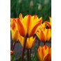 Tulip Greigii/Kaufmanniana Cape Cod 6 Bulbs Ready for Planting Now in UK Autumn Outdoor Gardens