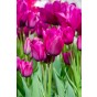 Tulip Multiflowering Night Club 6 Bulbs Ready for Planting Now in UK Autumn Outdoor Gardens