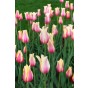 Tulip Single Late Blushing Beauty (Long Stems) 6 Bulbs Ready for Planting Now in UK Autumn Outdoor Gardens