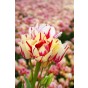 Tulip Multiflowering Flaming Club 6 Bulbs Ready for Planting Now in UK Autumn Outdoor Gardens