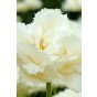 Tulip Double Fringed (Crispa) Snow Crystal 6 Bulbs Ready for Planting Now in UK Autumn Outdoor Gardens by Jamieson Brothers